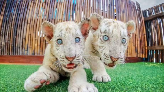 Dalian Lions and Tigers Park