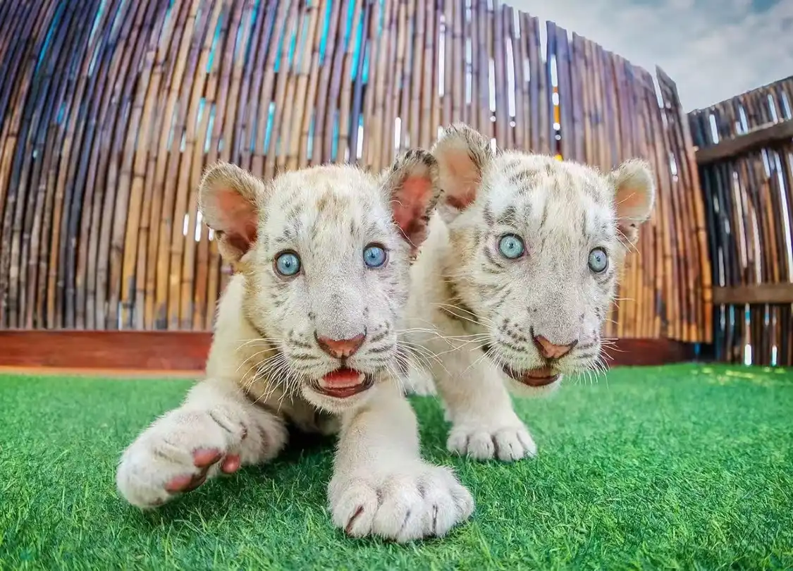 Hotel in zona Lions and Tigers Park