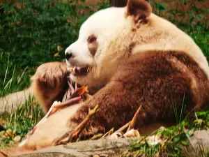 Qinling Four Rare Animals Science Park