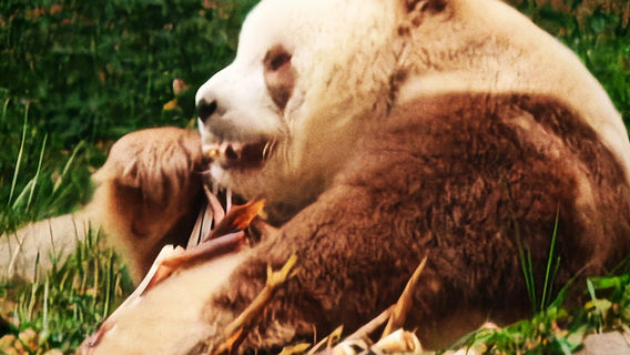 Qinling Four Rare Animals Science Park