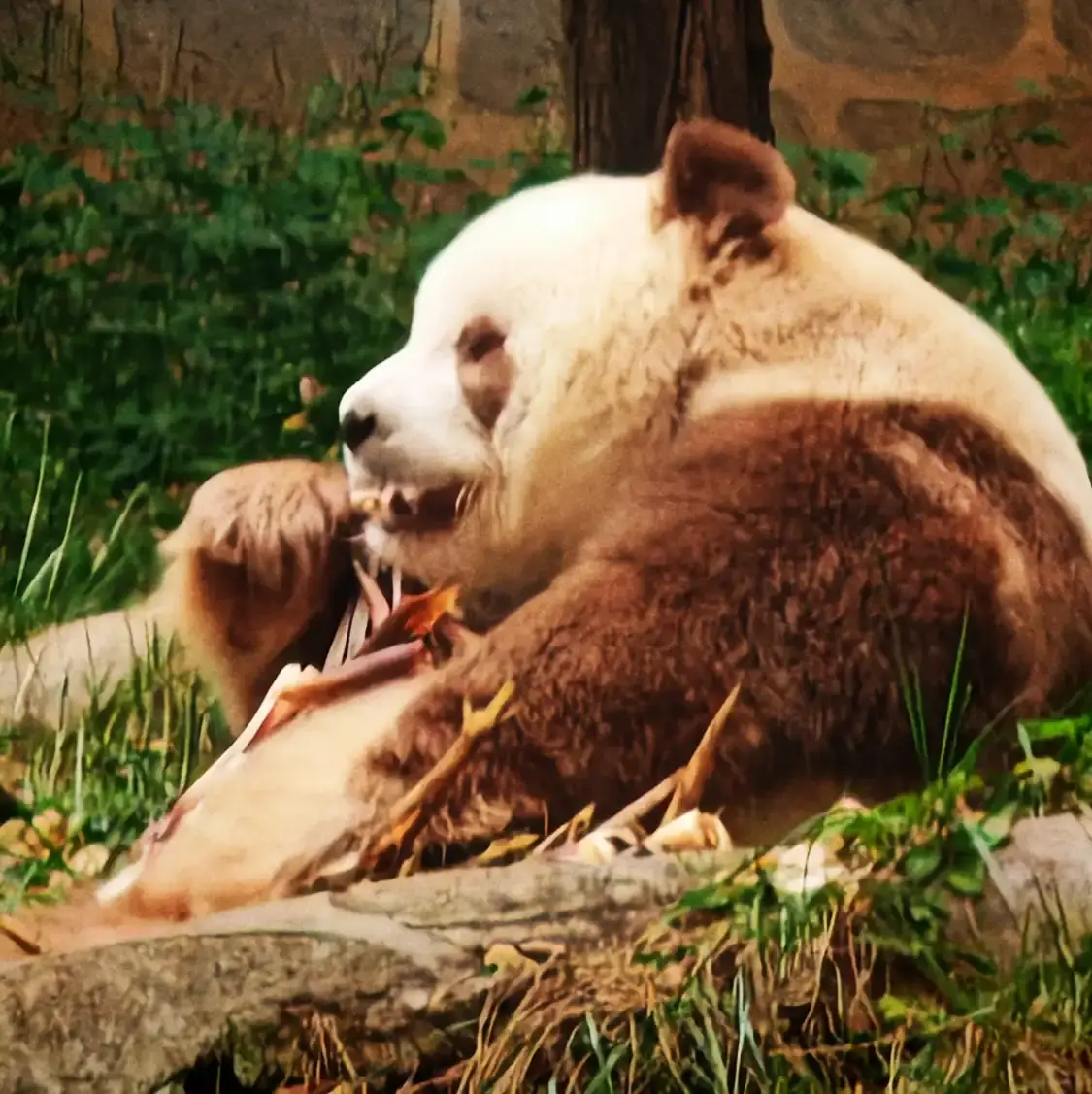 Hotels near Qinling Four Rare Animals Science Park
