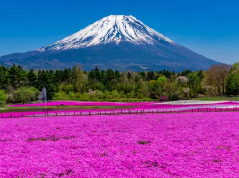 เทศกาลชมดอกไม้ชิบะซากุระ