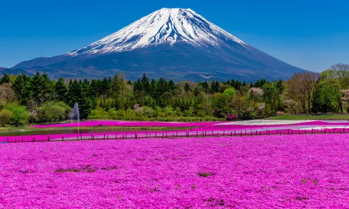Fuji Shibazakura Festival