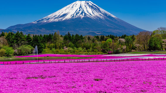 Fuji Shibazakura Festival