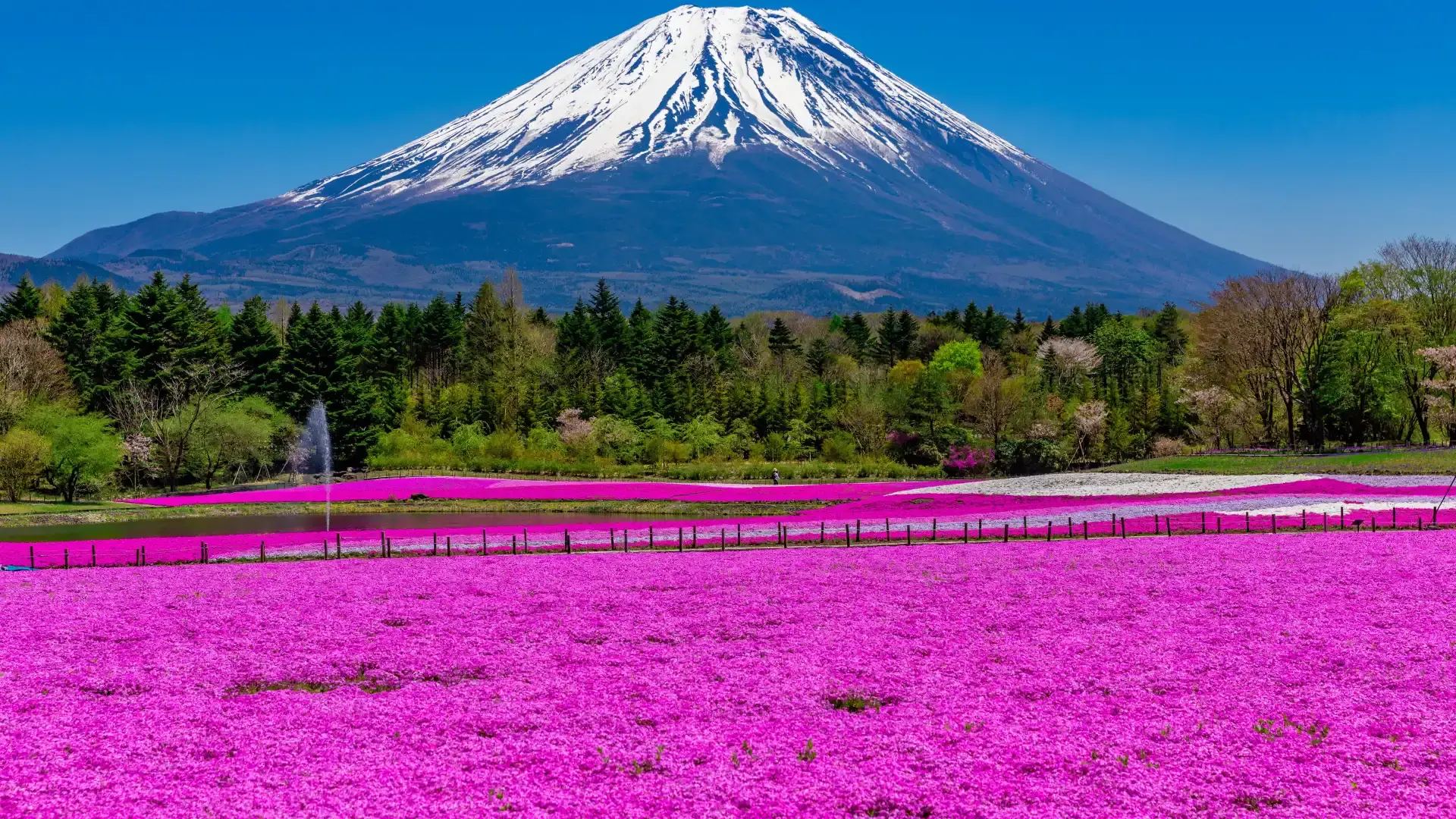 Hotels near Fuji Shibazakura Festival