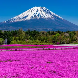 富士芝桜まつり
