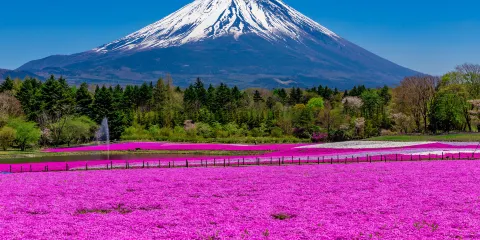 富士芝櫻祭