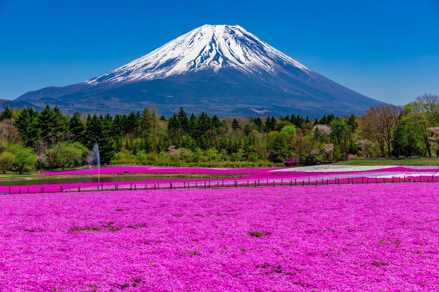 富士芝櫻祭