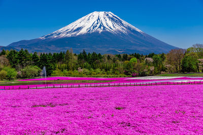 富士芝櫻祭