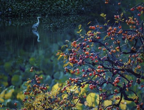 Xixi National Wetland Park