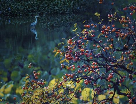 Xixi National Wetland Park