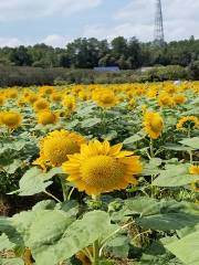 Tianluo Farm