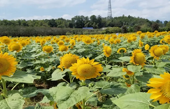 田螺莊園門票大小同價