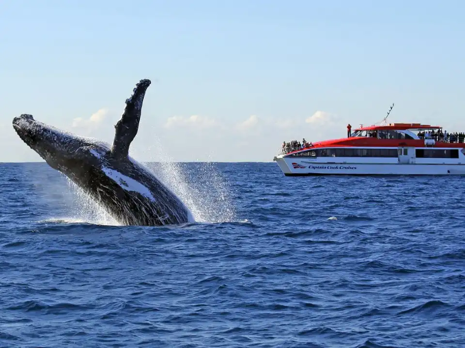 2_Sydney Whale Watching Cruise