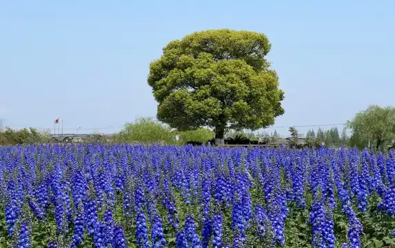 Hotels near Zhoupu Sea of Flowers