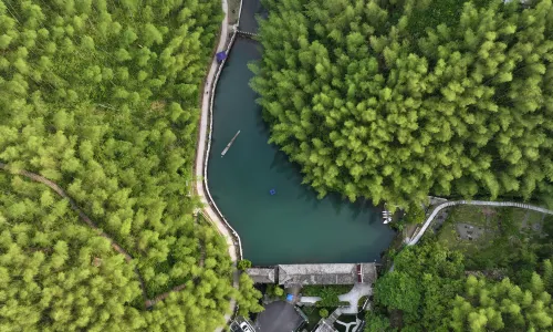 Bamboo Forest In Mukeng