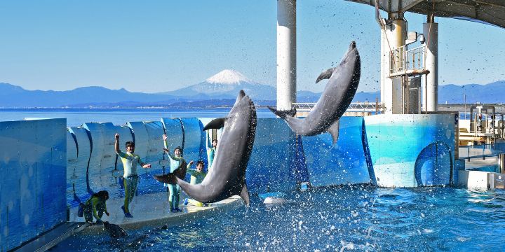 Enoshima Aquarium