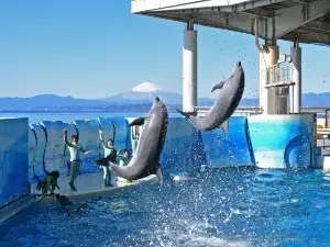 Enoshima Aquarium