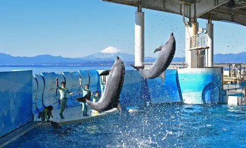 新江之島水族館