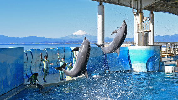Enoshima Aquarium