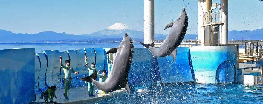 Enoshima Aquarium