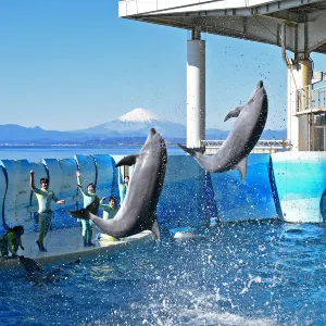 新江之島水族館