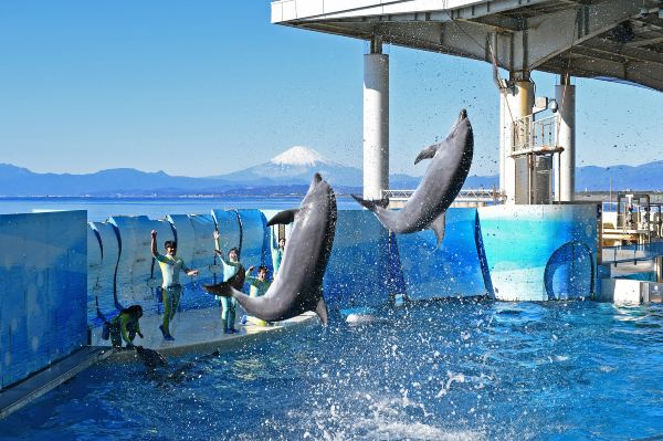 Enoshima Aquarium