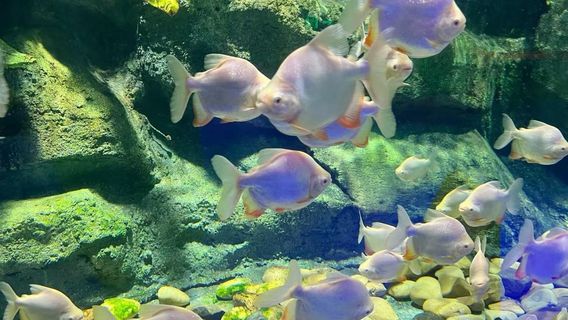 Xiasha Ole Ice and Snow Ocean World