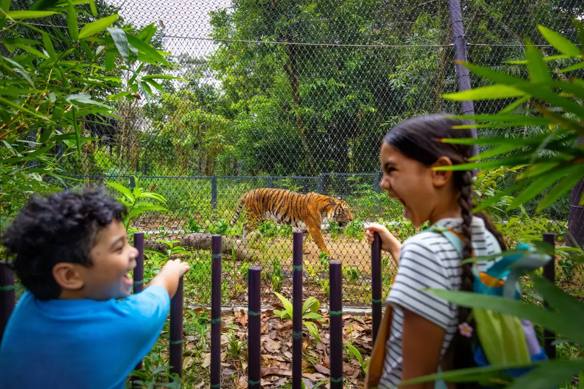 Rainforest Wild Adventure