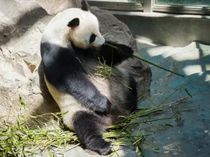 Tianmu Lake Nanshan Bamboo Sea Scenic Spot