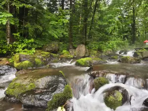 Millennium Yew Scenic Area