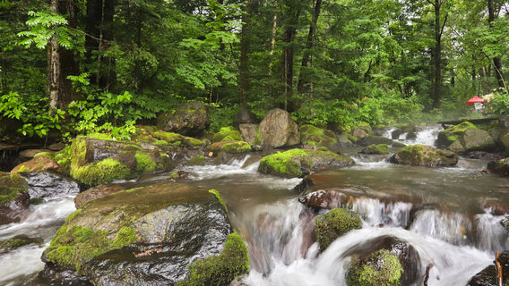 Millennium Yew Scenic Area