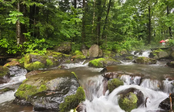 千年紅豆杉景區門票大小同價