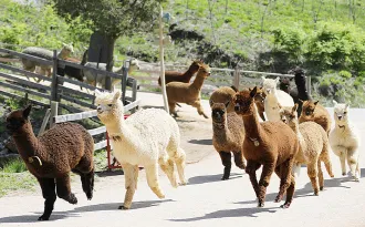5_Alpaca World