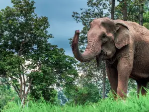 Mae Sa Elephant Camp