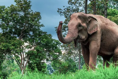 Mae Sa Elephant Camp