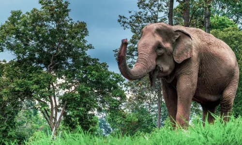 Mae Sa Elephant Camp