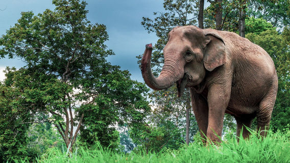 Mae Sa Elephant Camp