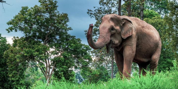 Mae Sa Elephant Camp