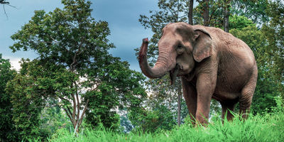 Mae Sa Elephant Camp