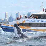 Sydney Whale Watching Cruise