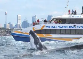Sydney Whale Watching Cruise