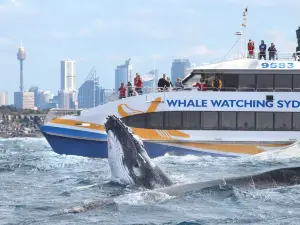 Sydney Whale Watching Cruise