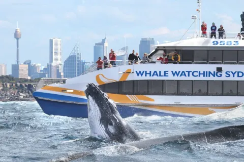 Sydney Whale Watching Cruise
