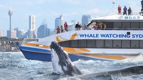 Sydney Whale Watching Cruise