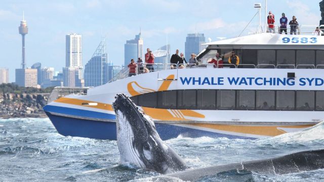 Sydney Whale Watching Cruise
