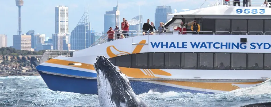 Sydney Whale Watching Cruise