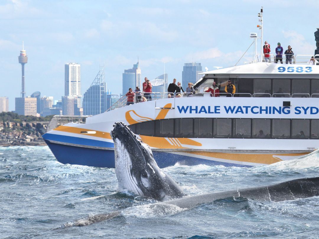 Sydney Whale Watching Cruise