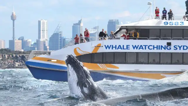 Sydney Whale Watching Cruise