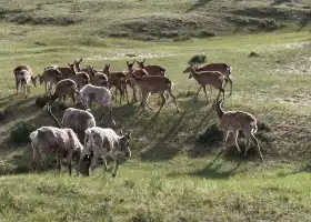 烏蘭布統鄂溫克馴鹿部落